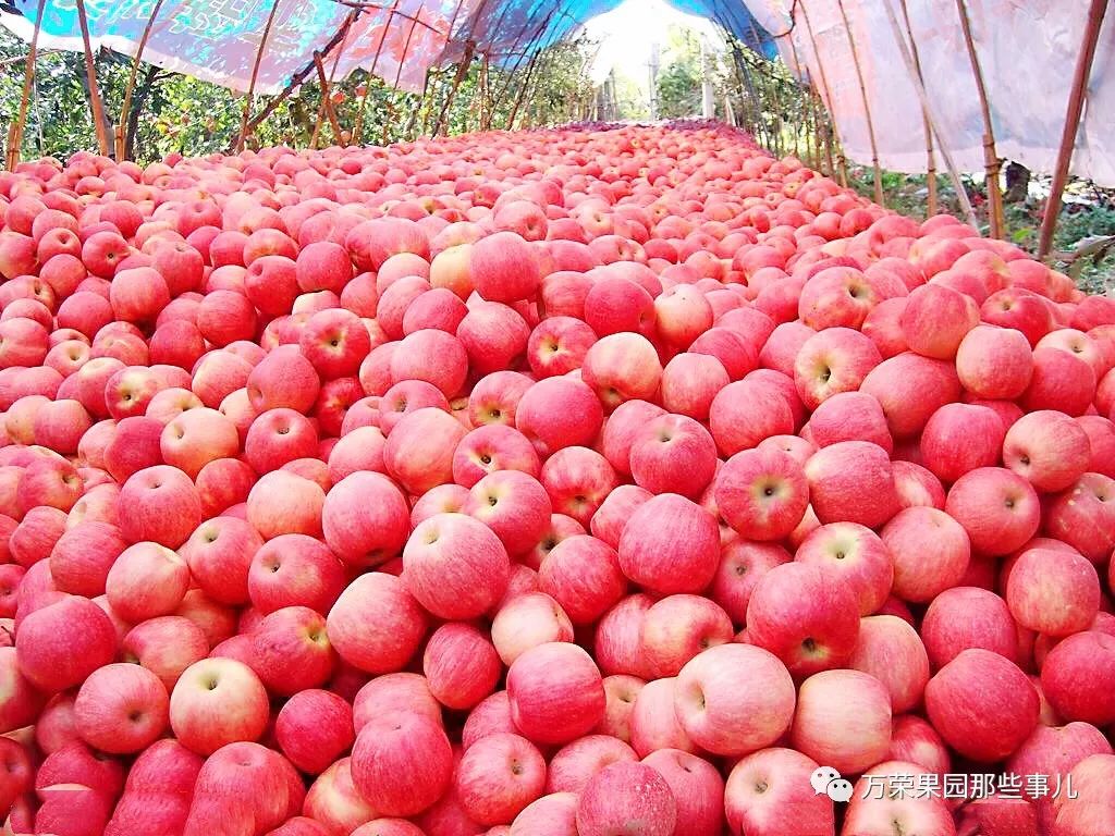 万荣苹果上市了吗最近新闻2022年苹果价格上涨的原因分析