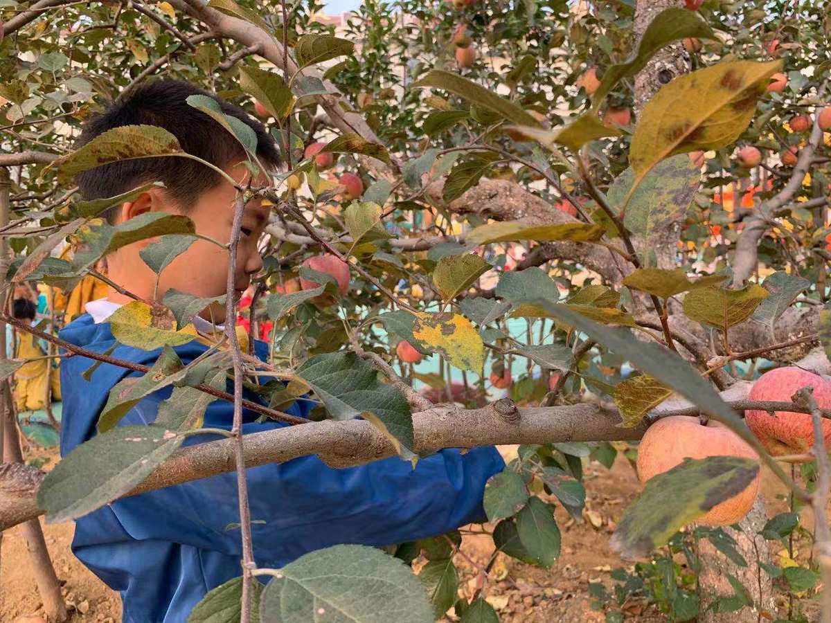 幼儿园摘苹果新闻稿红苹果幼儿园招聘信息-第2张图片-亚星国际官网