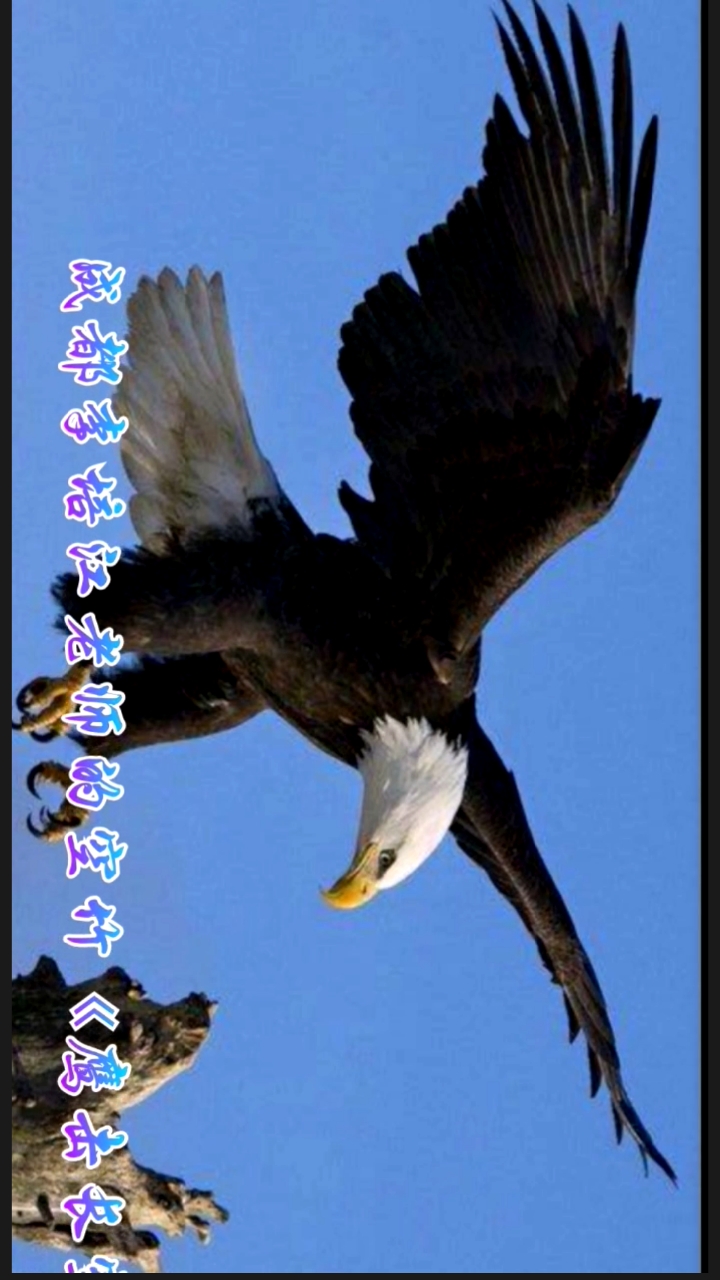 鹰击长空手机版鹰击长空2中文版下载-第2张图片-亚星国际官网